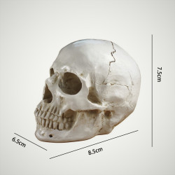 Crâne en résine réaliste petit modèle